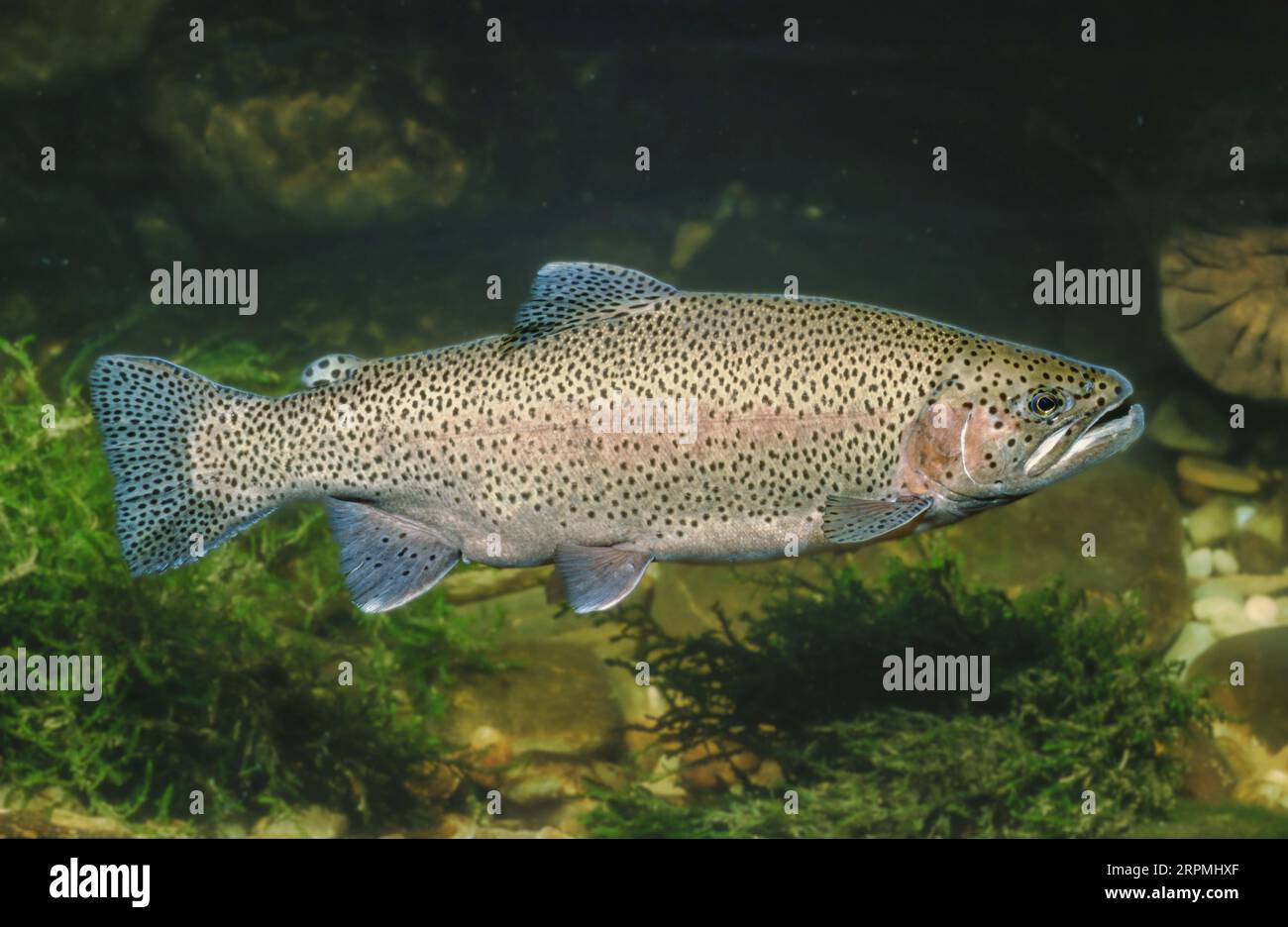 rainbow trout (Oncorhynchus mykiss, Salmo gairdneri), large milkner Stock Photo