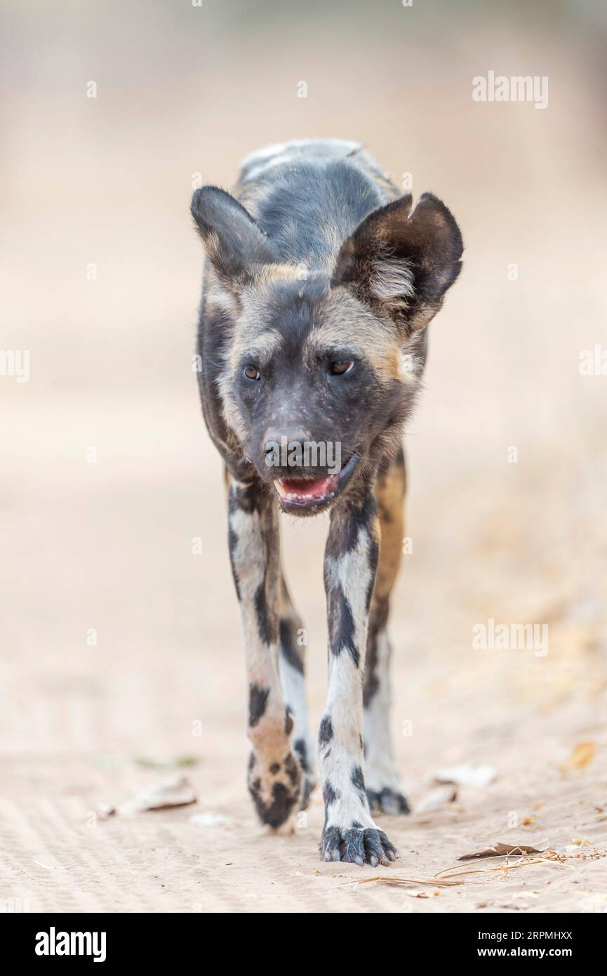 African painted dog seen, Lycaon pictus, seen in Zimbabwe's Mana Pools
