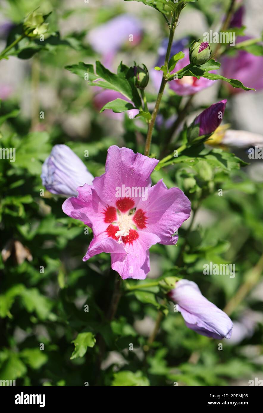 Beautiful pink flowers of Hibiscus syriacus in garden Stock Photo - Alamy
