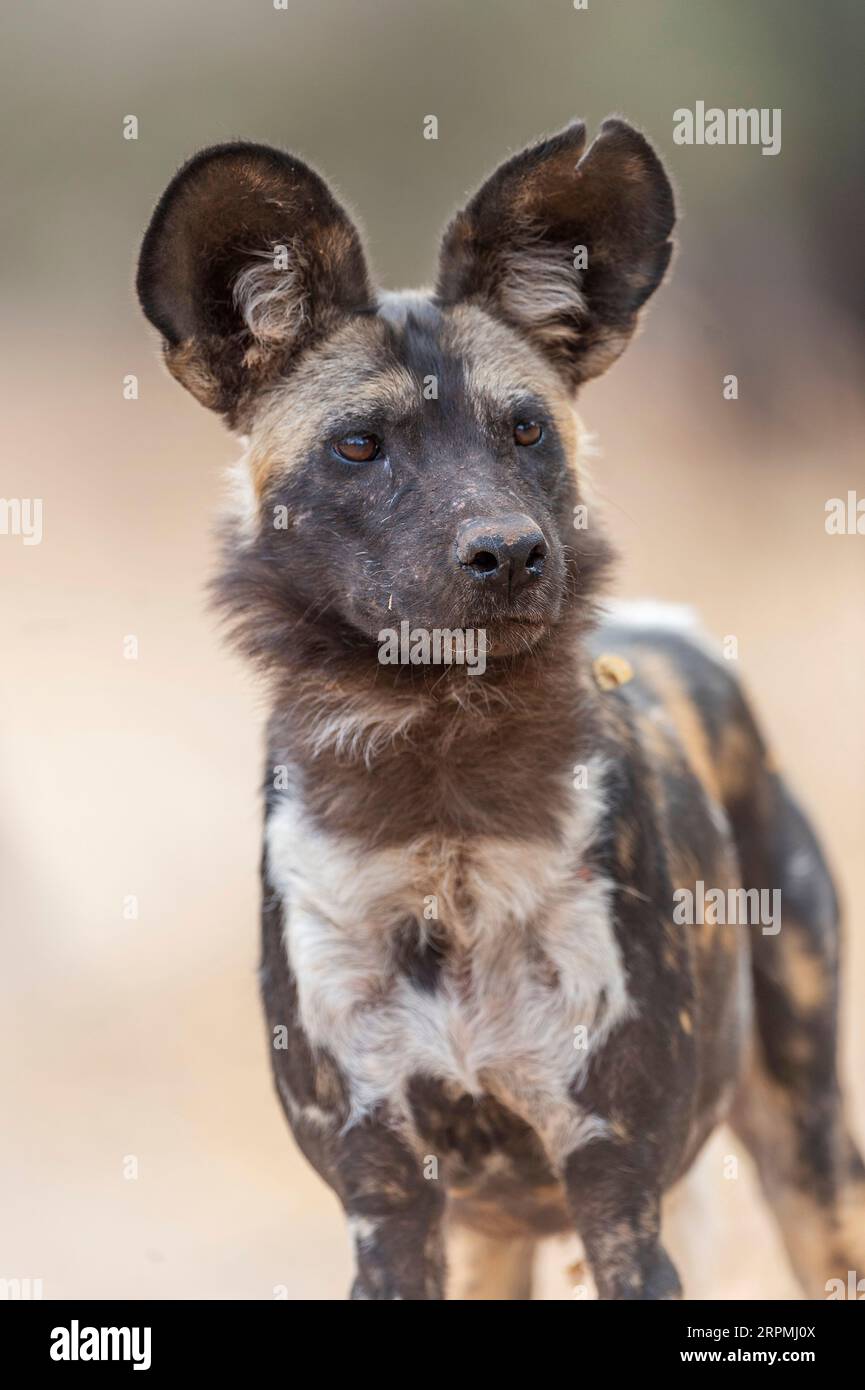 African painted dog seen, Lycaon pictus, seen in Zimbabwe's Mana Pools