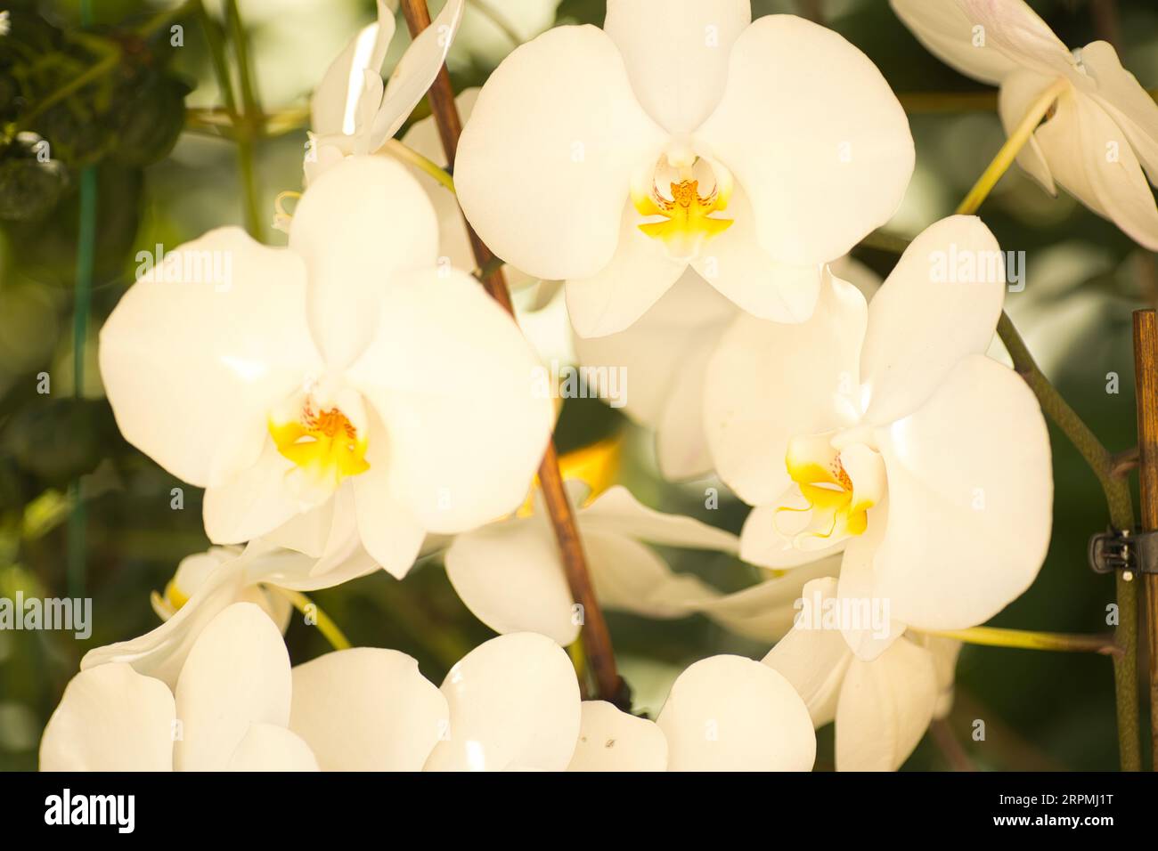 Flowers with yellow center hi-res stock photography and images - Alamy