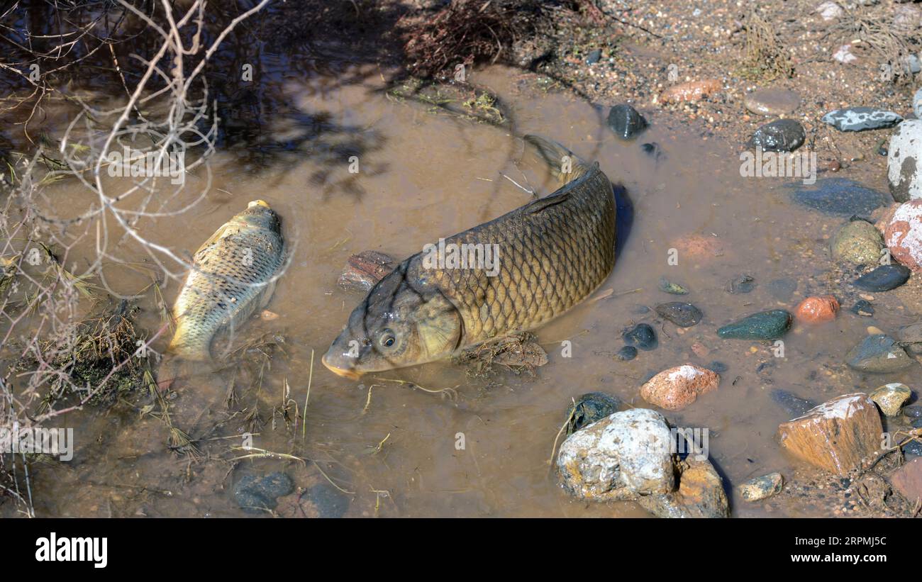 scaly carp, European carp (Cyprinus carpio), carps were flushed out of the reservoir during emergency relief after heavy rain and perished in Stock Photo