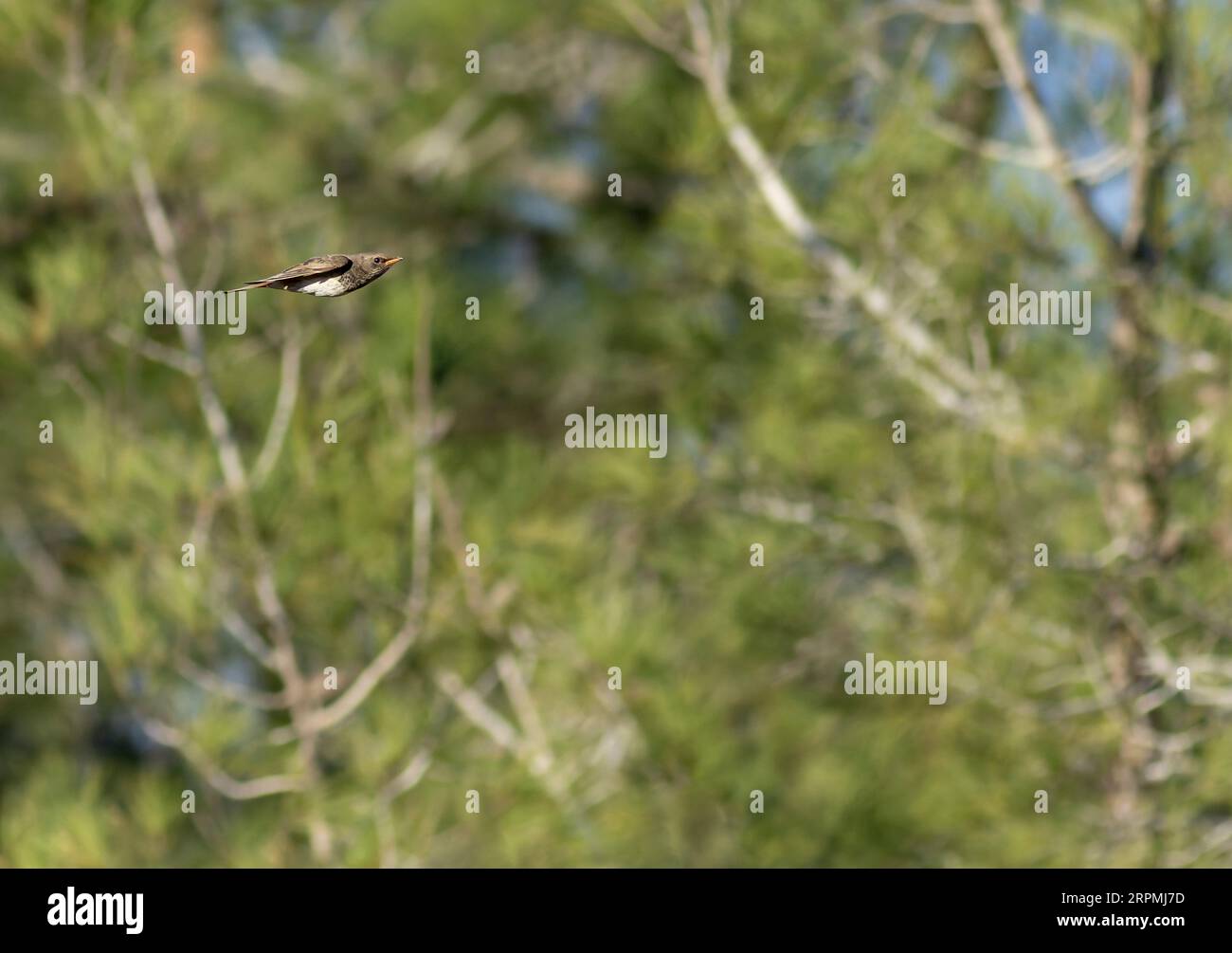 Black-throated Thrush (Turdus atrogularis), male in flight, Israel Stock Photo