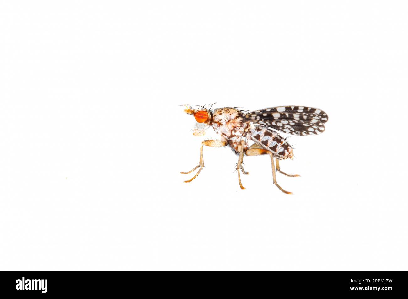 Horn fly (Trypetoptera punctulata), side view, cut out, Netherlands