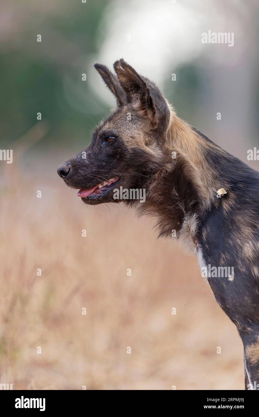 African painted dog seen, Lycaon pictus, seen in Zimbabwe's Mana Pools