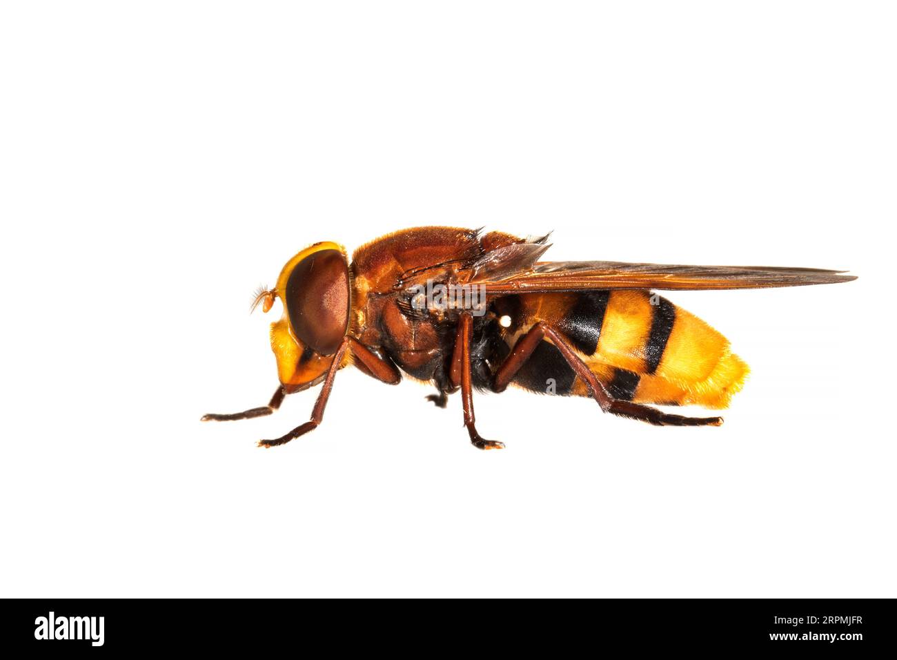Hornet mimic hoverfly (Volucella zonaria, Volucella zonalis), side view, cut out, Netherlands Stock Photo