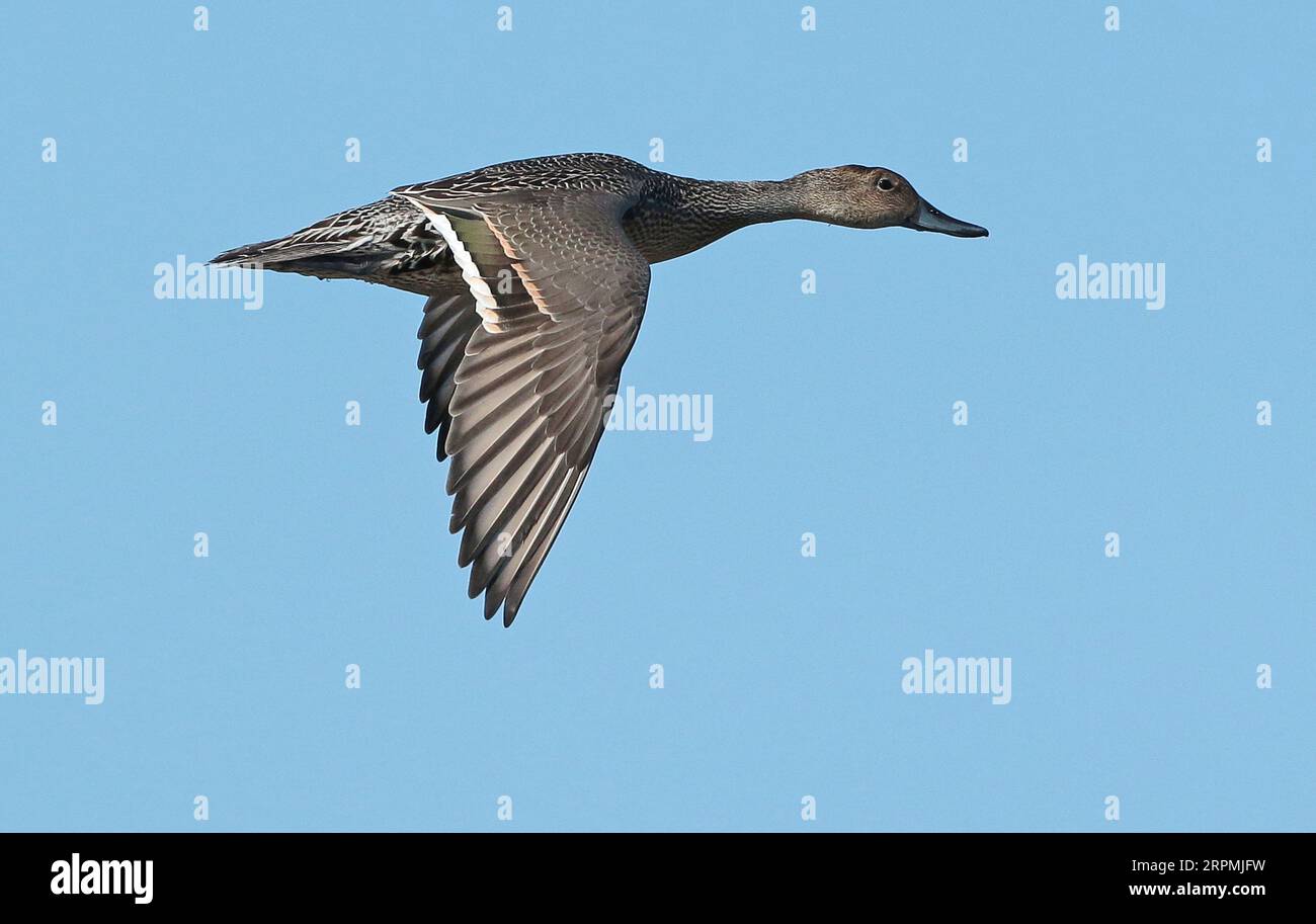 northern pintail (Anas acuta), first calender year male in flight, seen from the side, showing upperwing, Netherlands, Northern Netherlands Stock Photo