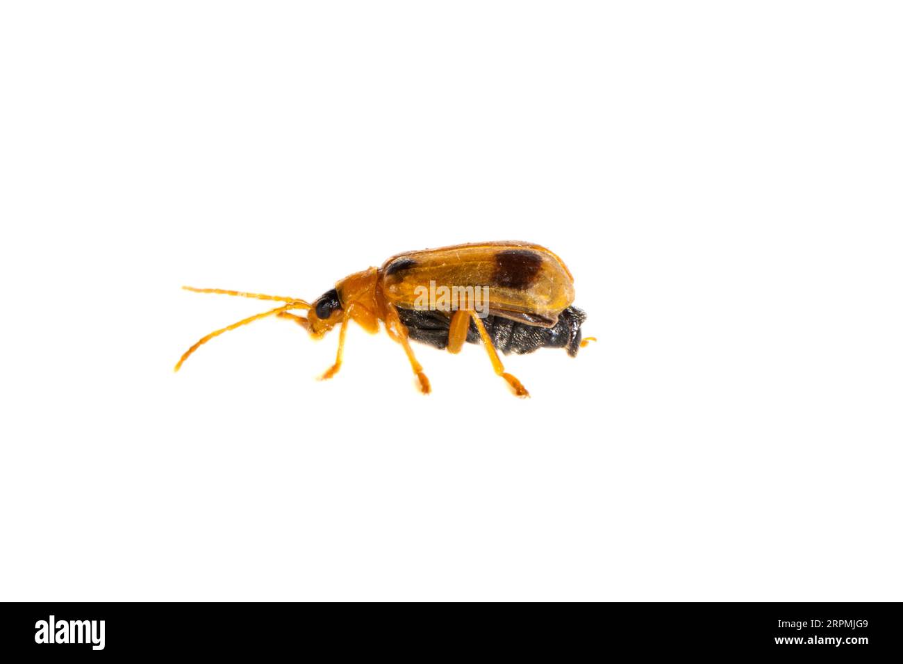 Skullcap Leaf Beetle (Phyllobrotica quadrimaculata), side view, cut out ...