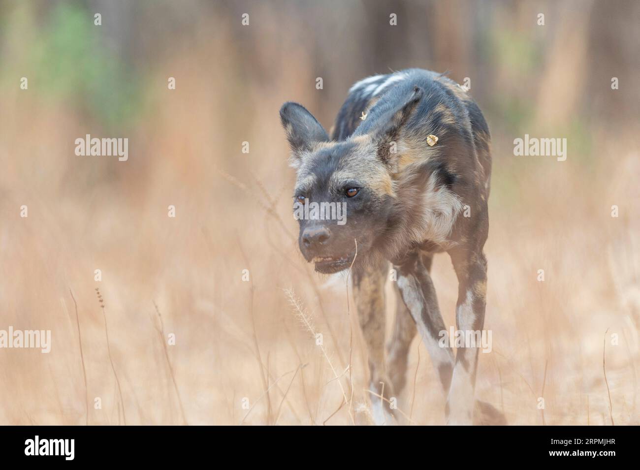 African painted dog seen, Lycaon pictus, seen in Zimbabwe's Mana Pools