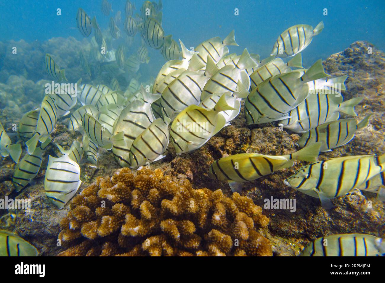convict tang, convict surgeonfish (Acanthurus triostegus), large shoal foraging in the coral reef, USA, Hawaii, Maui, Kihei Stock Photo
