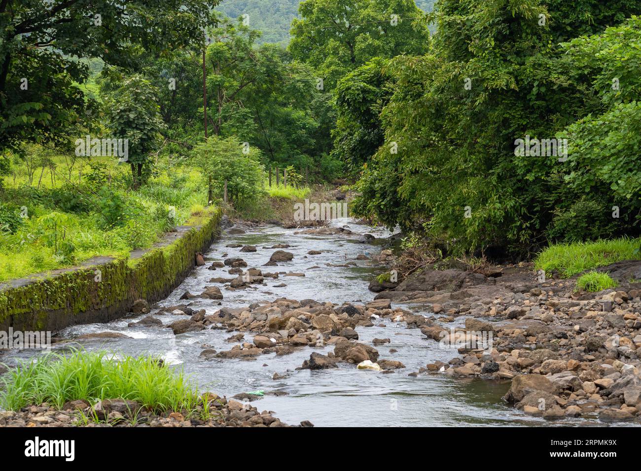beautiful river in the forest Stock Photo - Alamy