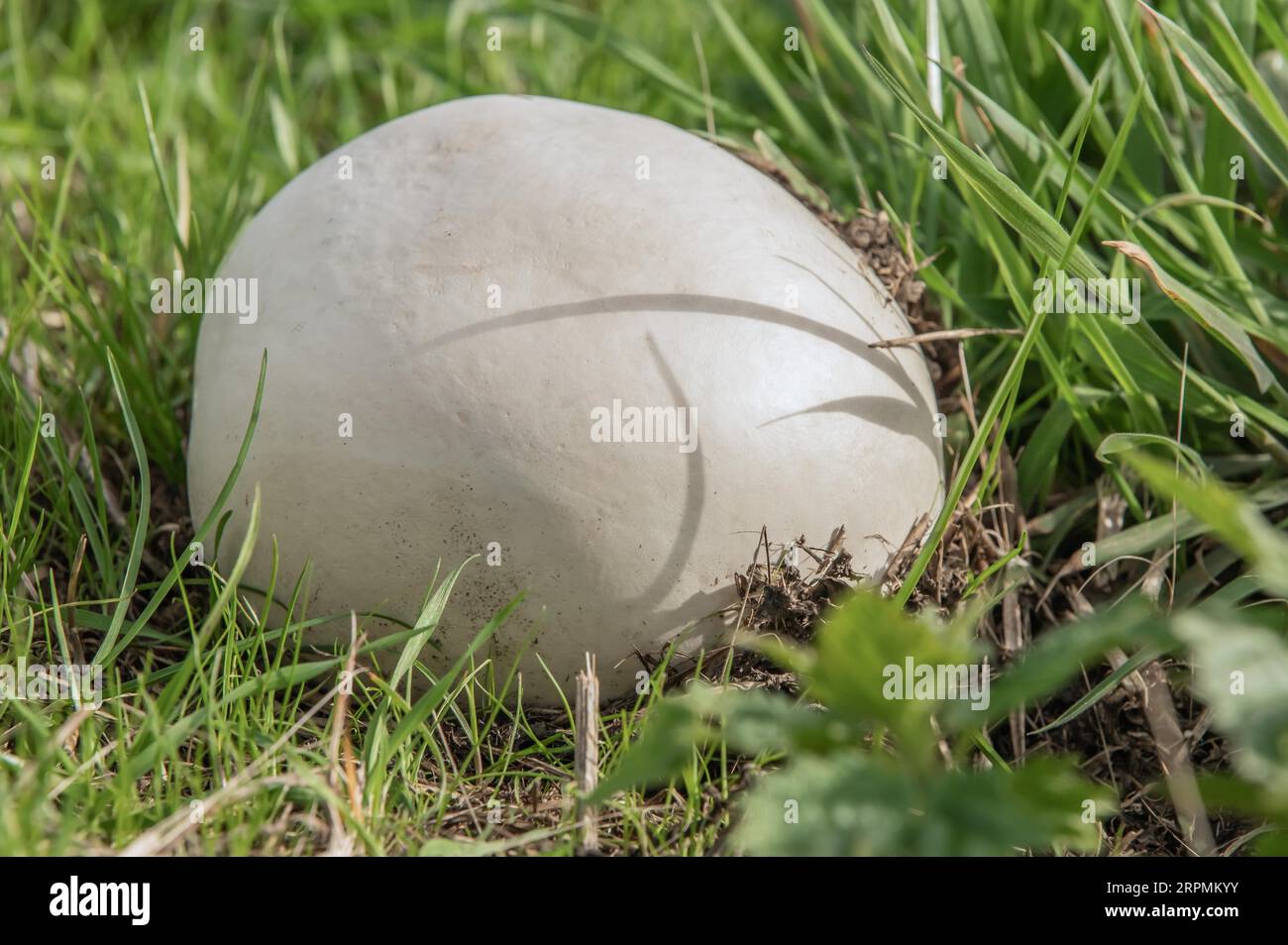 Bovist mushroom for autumn Stock Photo