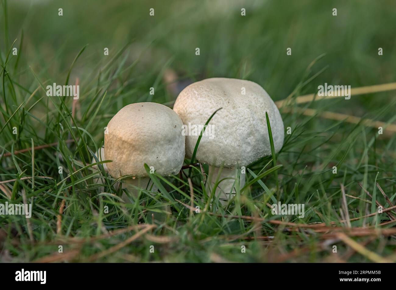 Bovist mushroom Stock Photo