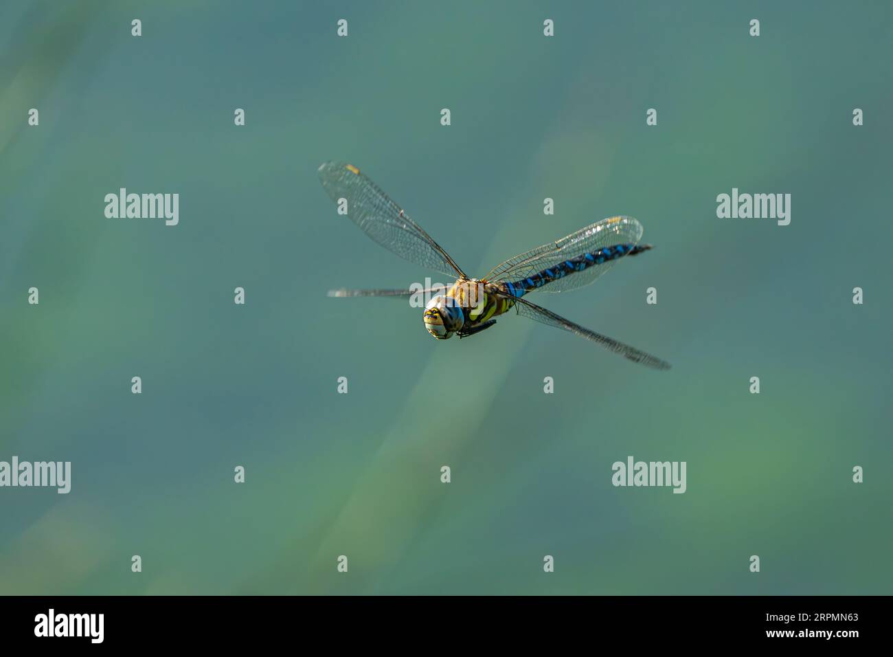 Common hawker drangonfly in flight Stock Photo