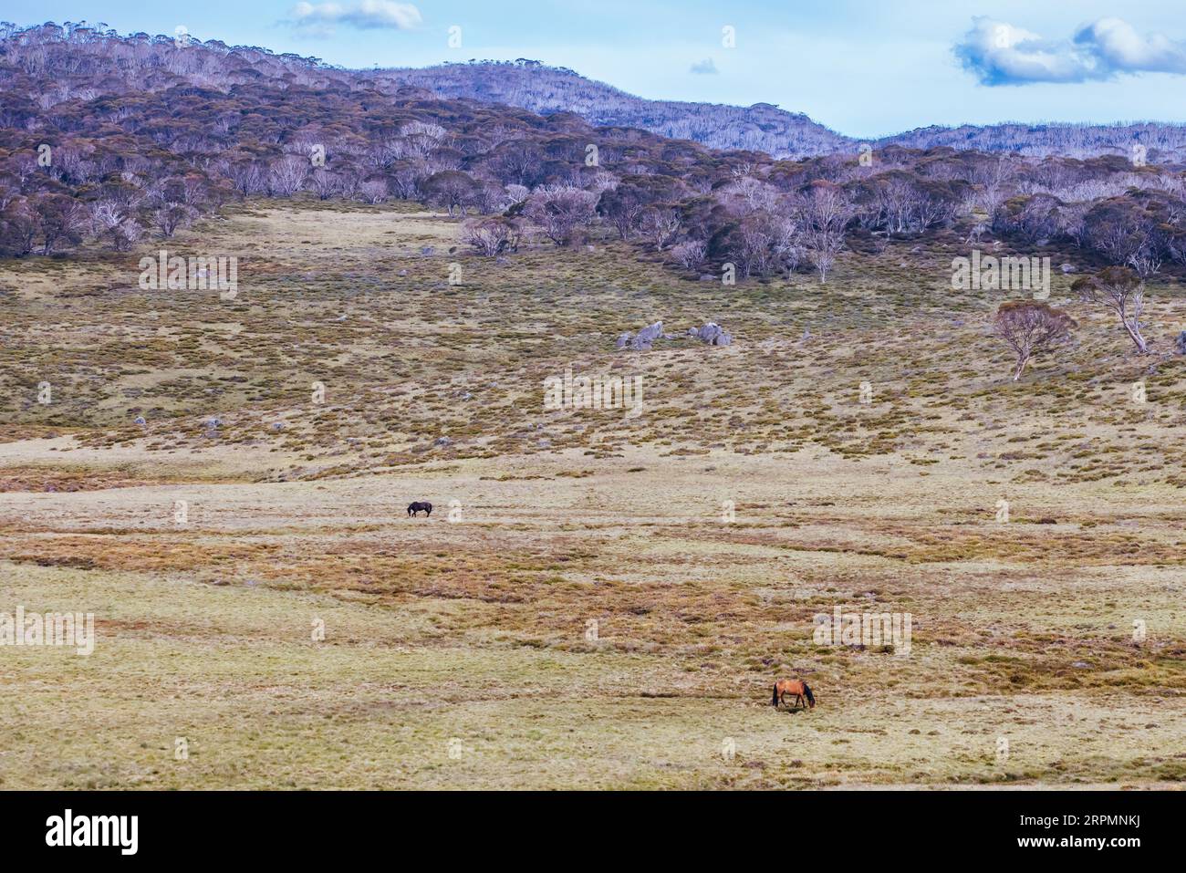 A landscape view with wild brumbies on the Cascade Hut Trail near Dead Horse Gap and Thredo in Kosciuszko National Park, New South Wales, Australia Stock Photo