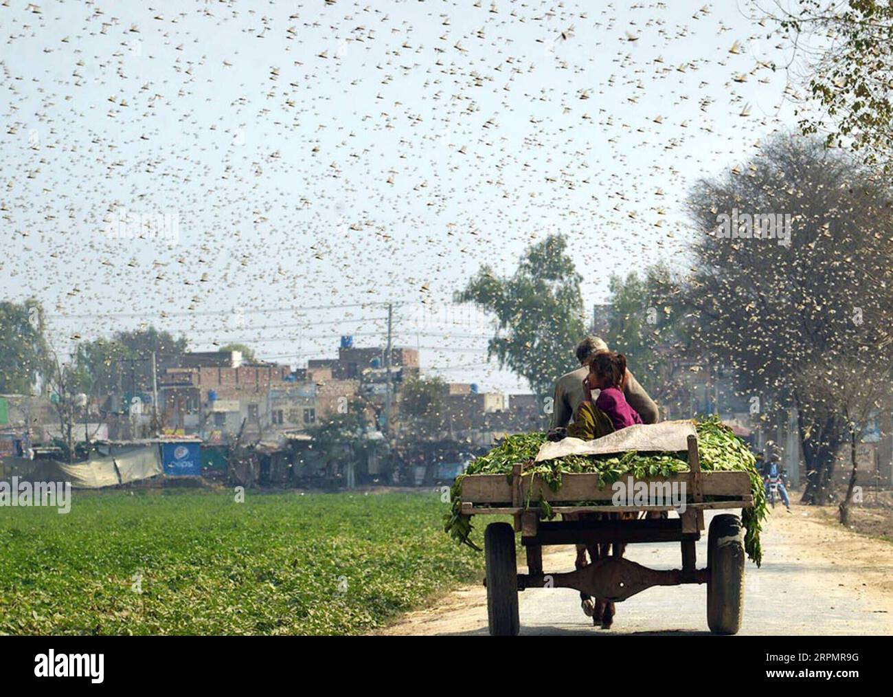 200216 -- OKARA, Feb. 16, 2020 -- Photo taken with mobile phone on Feb. 15, 2020 shows a farmer riding a cart as locusts swarming in Okara district in eastern Pakistan s Punjab province. Locust attack on crops incurred heavy financial losses to farmers in some areas of the country. Str/Xinhua PAKISTAN-OKARA-LOCUST-OUTBREAK Stringer PUBLICATIONxNOTxINxCHN Stock Photo