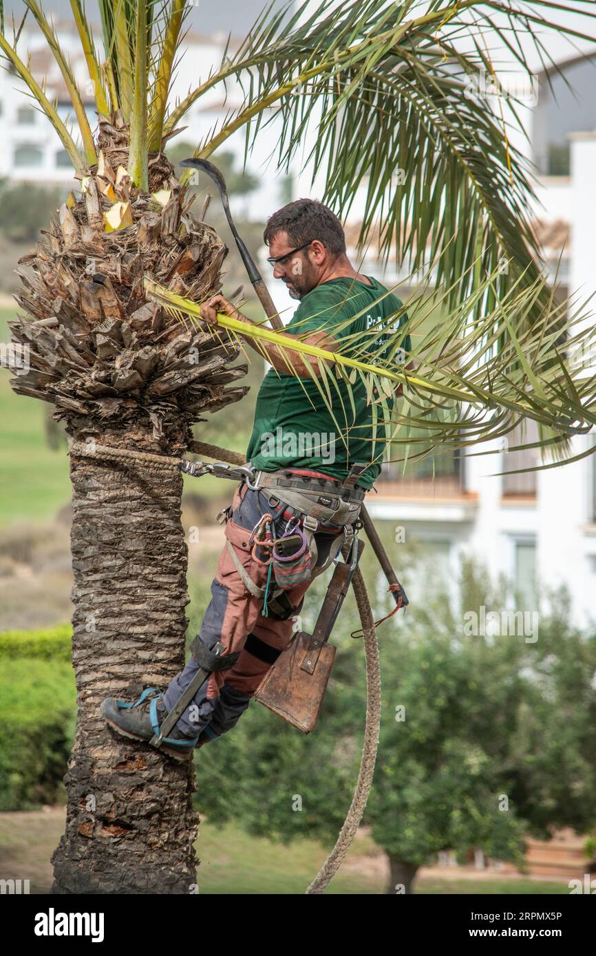 https://c8.alamy.com/comp/2RPMX5P/man-working-at-height-to-trim-branches-from-a-palm-tree-2RPMX5P.jpg