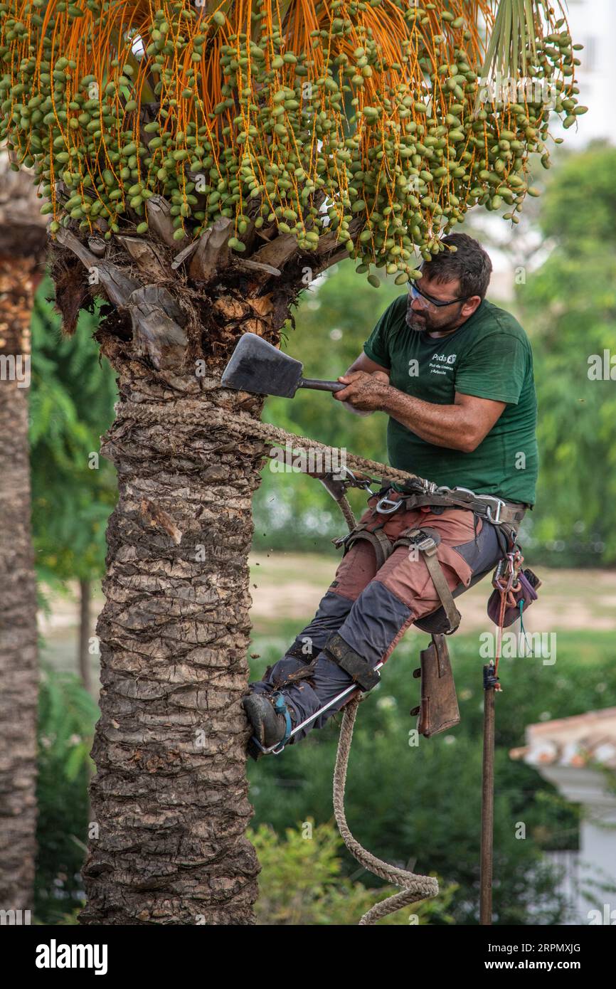 Man working at height to trim branches from a palm tree Stock Photo - Alamy