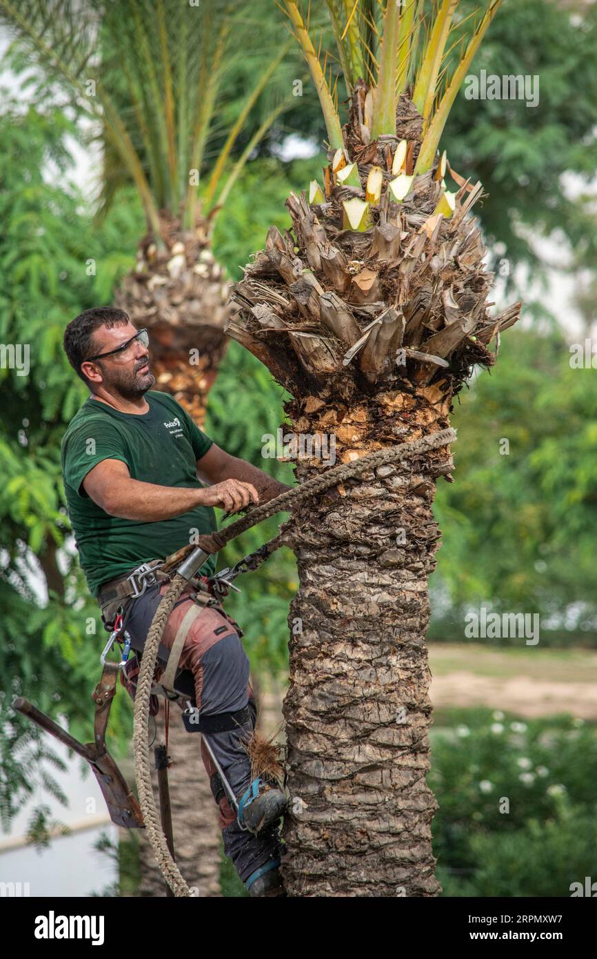 Trim the tree hi-res stock photography and images - Alamy