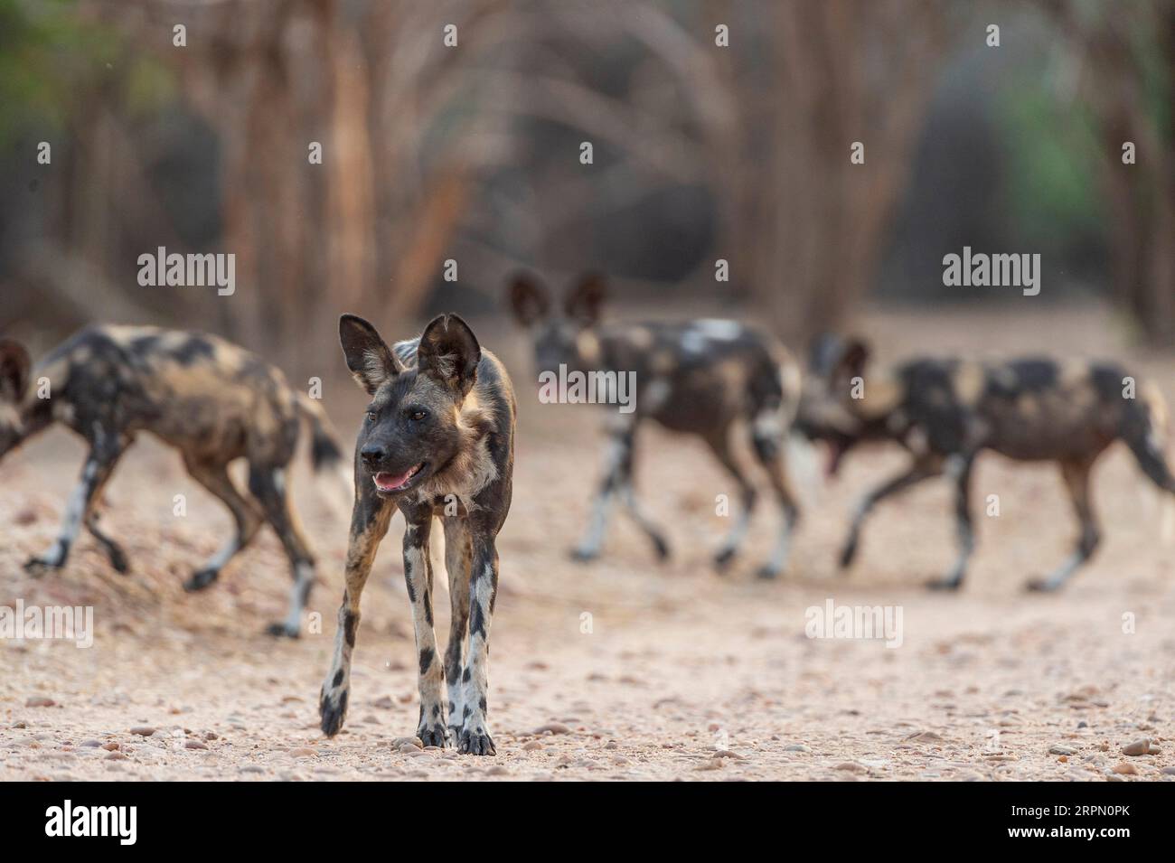 A pack of endangered African Wild Dog, Lycaon pictus, seen in Zimbabwe's Mana Pools National Park. Stock Photo