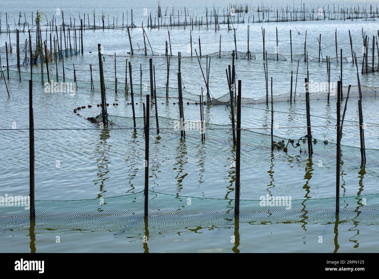Typical Fishing System with Rods and Sticks in the Albufera Lagoon in