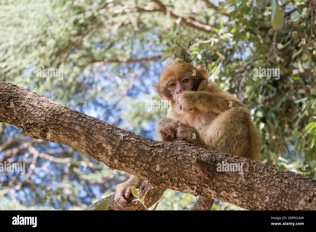 Monkey on tree eating peanuts hi-res stock photography and images - Alamy