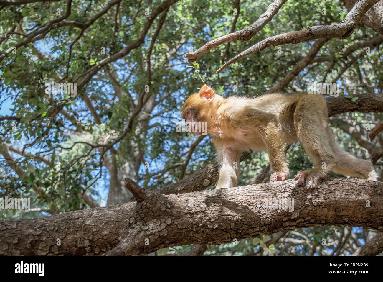 Monkey on tree eating peanuts hi-res stock photography and images - Alamy
