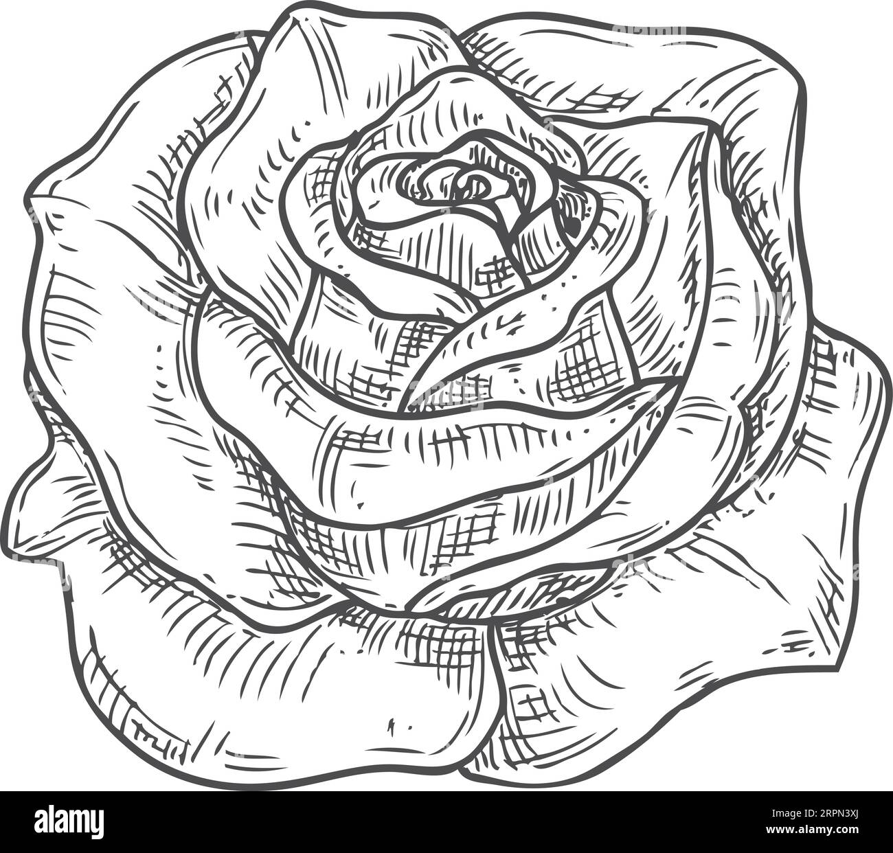 Rose blossom sketch. Garden flower ink engraving Stock Vector