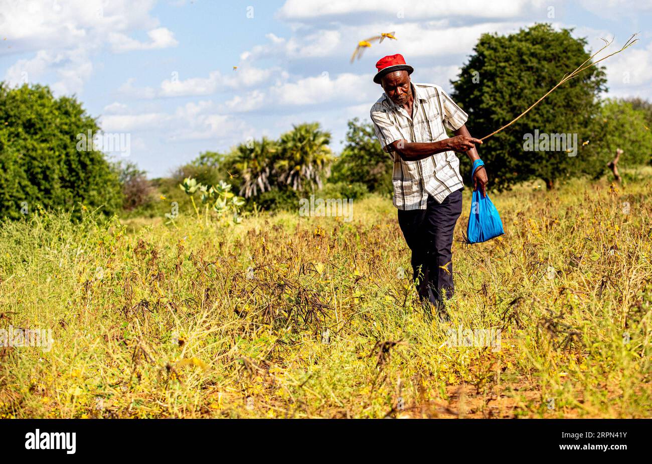 Locusts farmer hi-res stock photography and images - Alamy Locusts farmer hi-res stock photography and images - Alamy