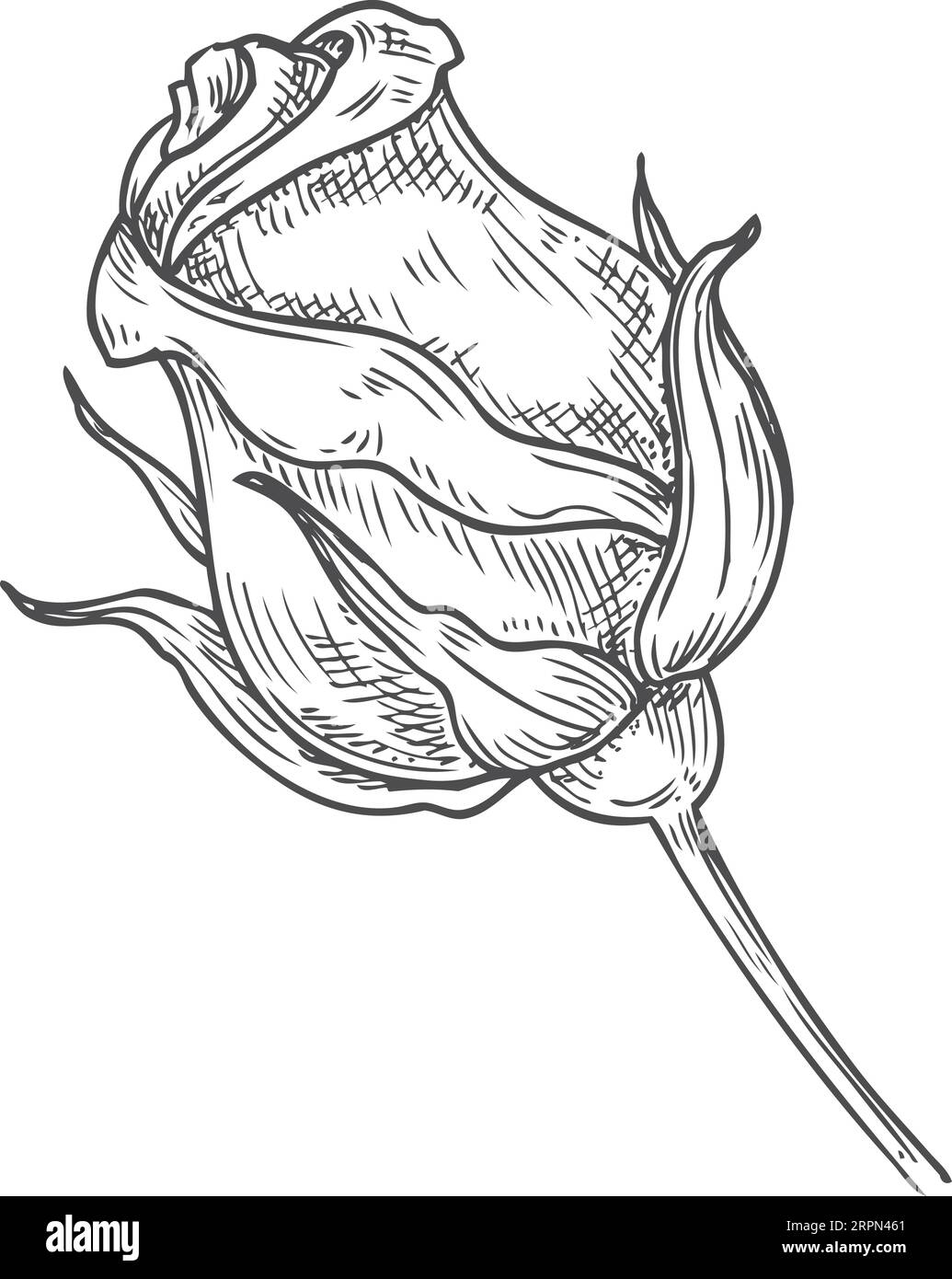 Rose bud sketch. Hand drawn flower bloom Stock Vector