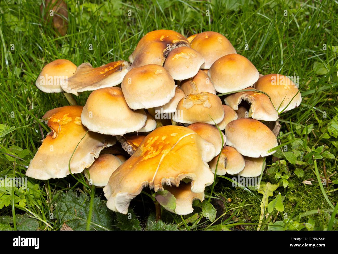 Sulphur Tuft is an extremely common fungus that forms clumps on decaying wood. They are common in deciduous and conifer woodlands in the UK. Stock Photo