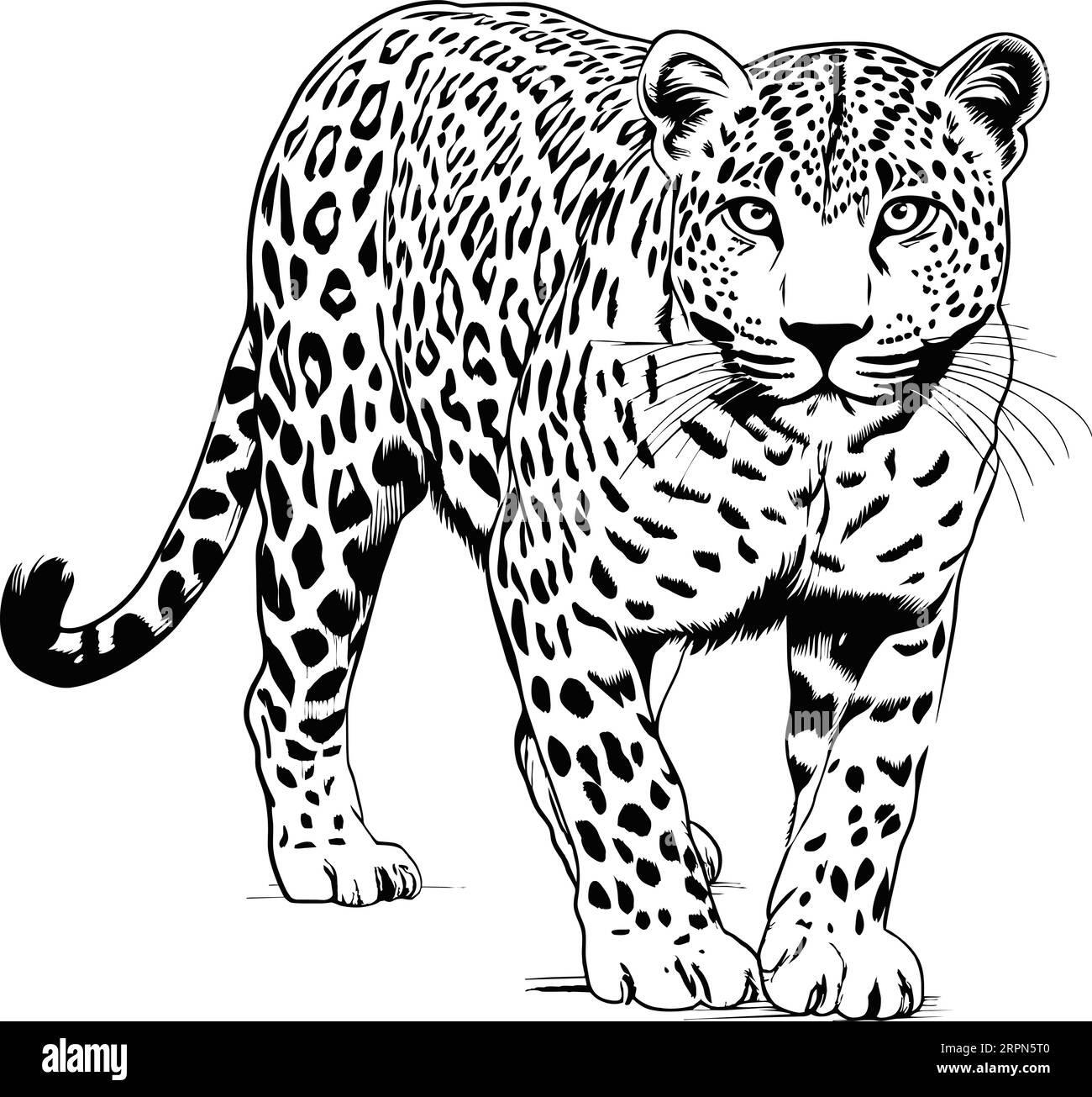 Zoo. African fauna. Puma, leopard, wild cat, coguar, mountain lion. Hand drawn illustration for tattoo design, emblem, badge, t-shirt print. Engraving Stock Vector