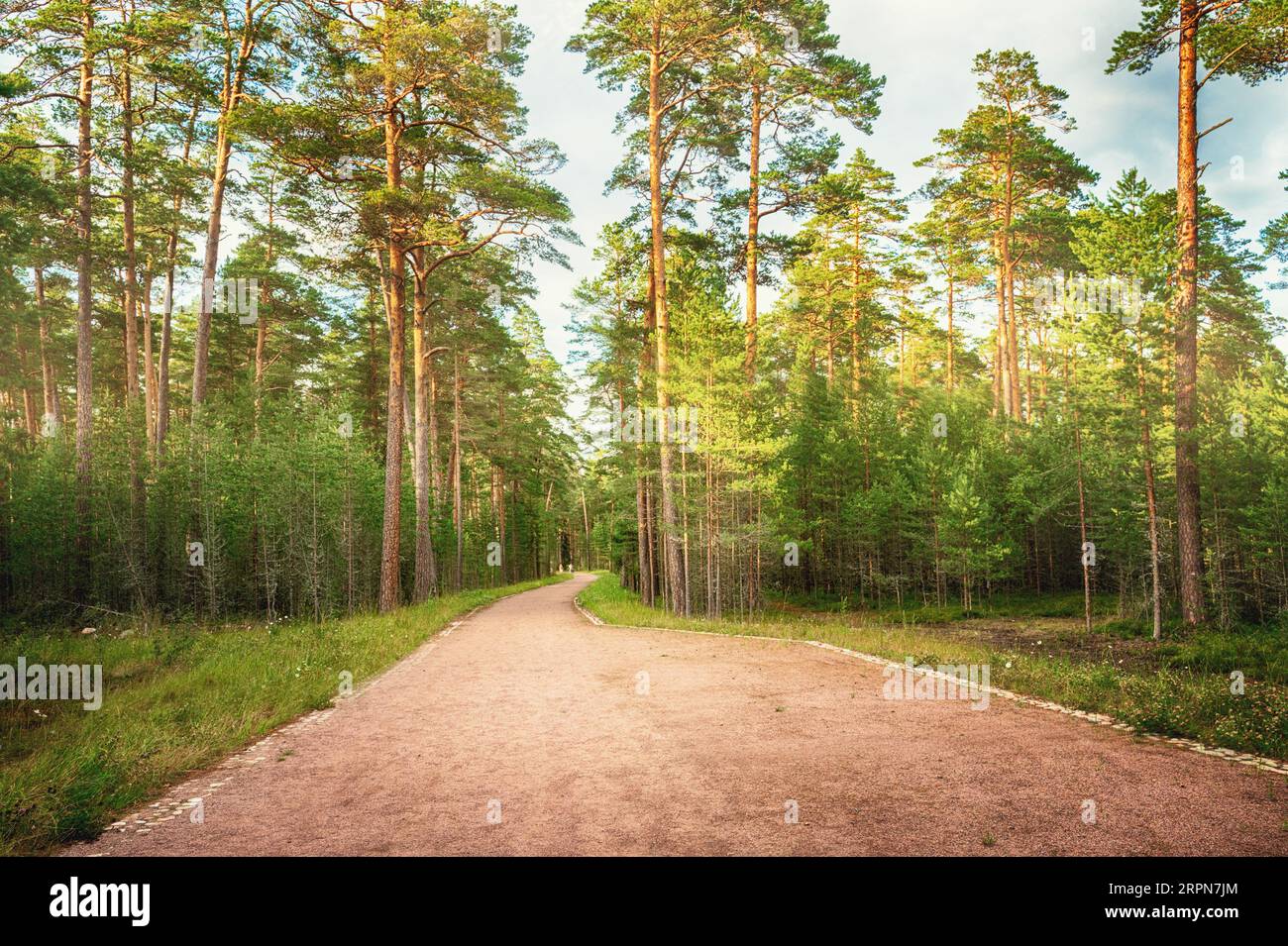 pine and spruce forest. A path in a dense forest on a sunny day. Forest area of Kanevets Island, Karelia. Stock Photo