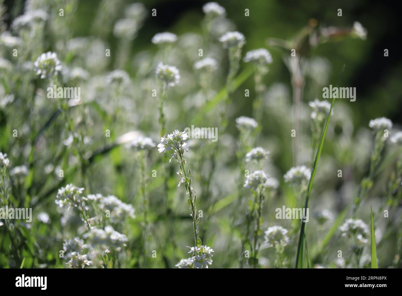 Hoary alyssum hi-res stock photography and images - Alamy