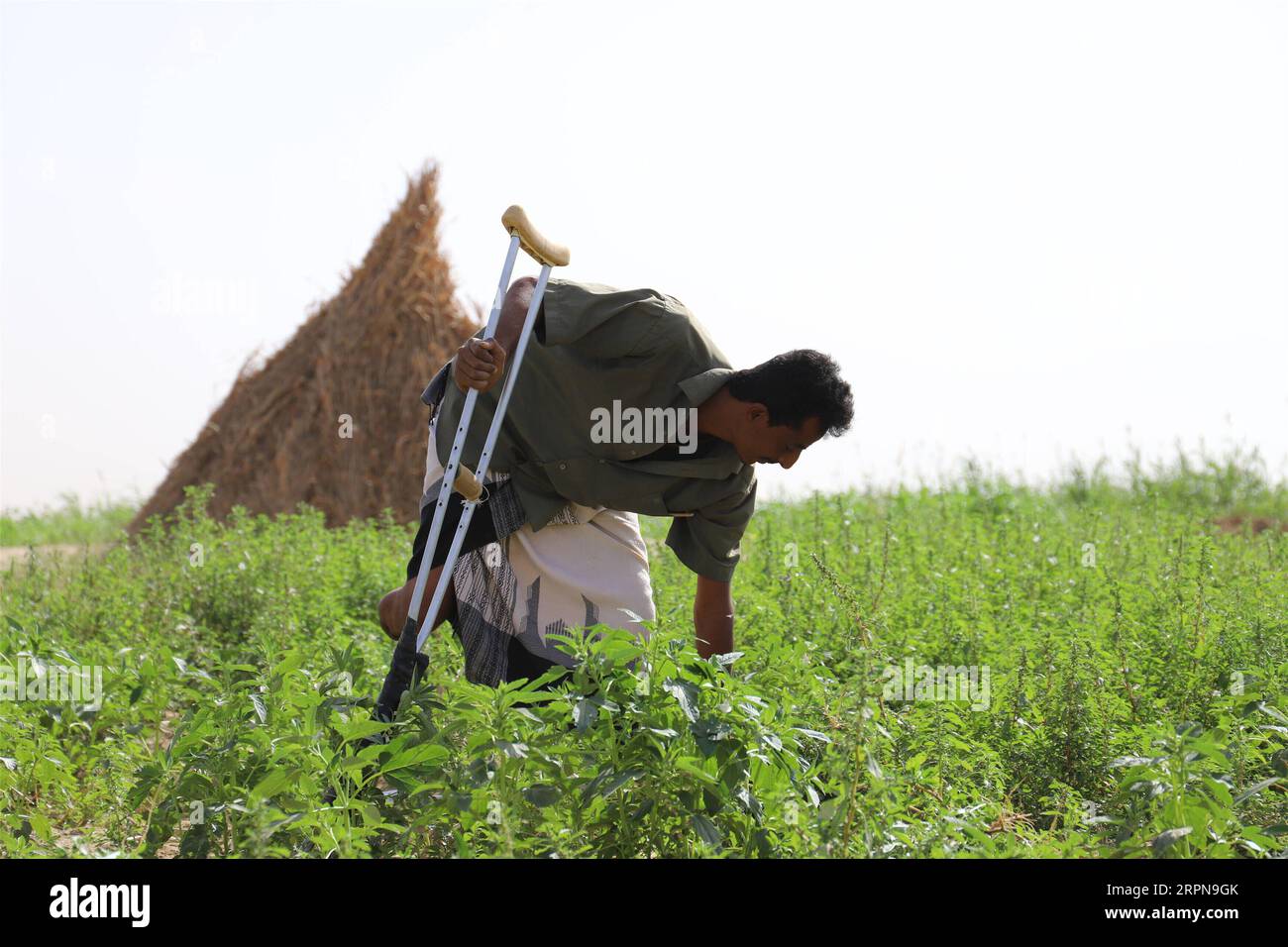 200225 -- HAJJAH, Feb. 25, 2020 Xinhua -- A landmine victim works at a farm in Midi District of Hajjah Province, Yemen, Feb. 24, 2020. According to the United Nations, thousands of landmines, unexploded ordnance, and other explosive remnants of war have been left behind during the ongoing conflict in Yemen. Photo by Mohammed Alwafi/Xinhua YEMEN-HAJJAH-WAR-LANDMINE VICTIMS PUBLICATIONxNOTxINxCHN Stock Photo