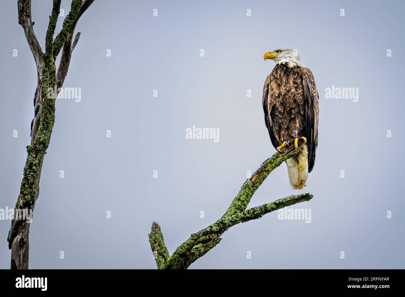 A majestic Bald Eagle is perched atop a gnarled branch Stock Photo - Alamy