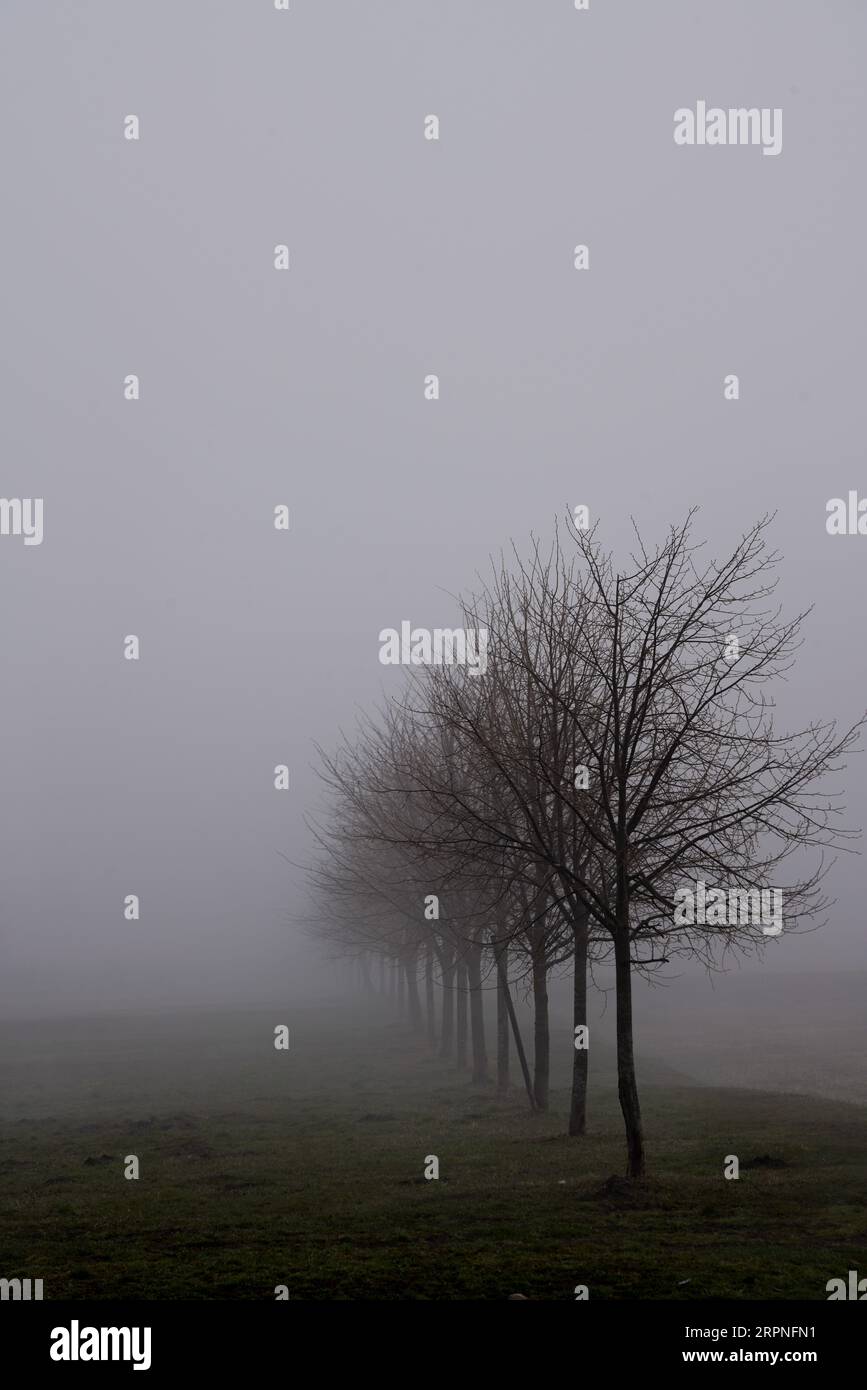 Tree trees fog bw hi-res stock photography and images - Alamy