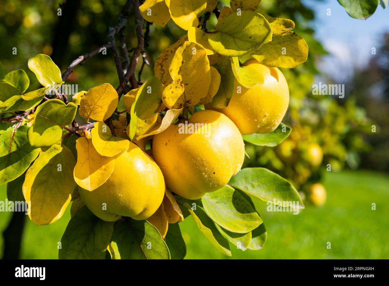 The quince is the only plant species of the genus Cydonia and belongs to the sub-tribe of the pome fruit family within the rose family. It is Stock Photo