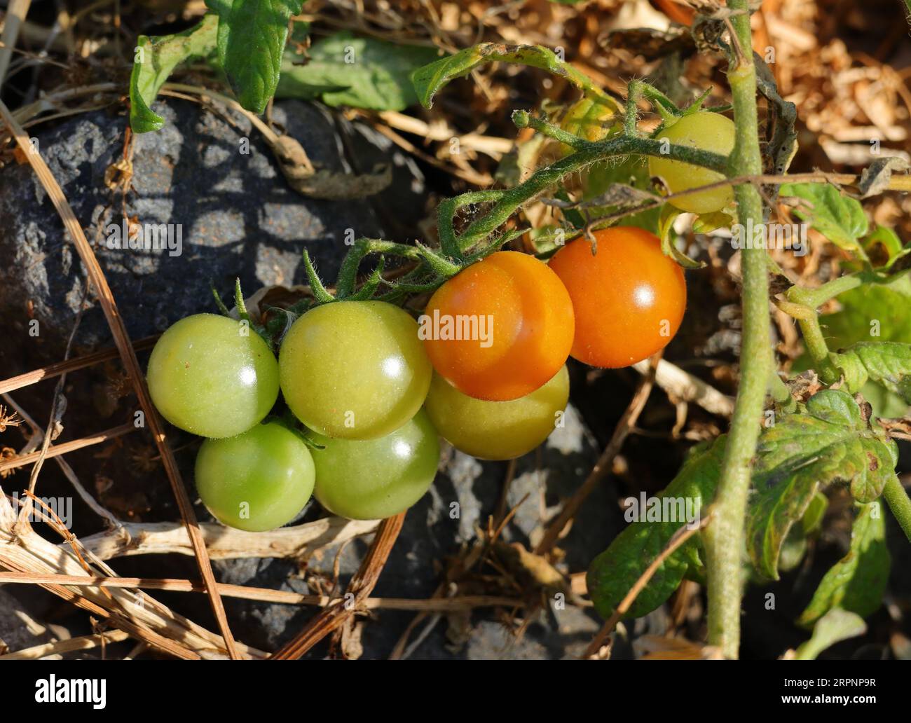 Unripe organic, wild cherry tomatoes growing in nature on a river bank among other wild plants. Oeiras, Portugal. Stock Photo