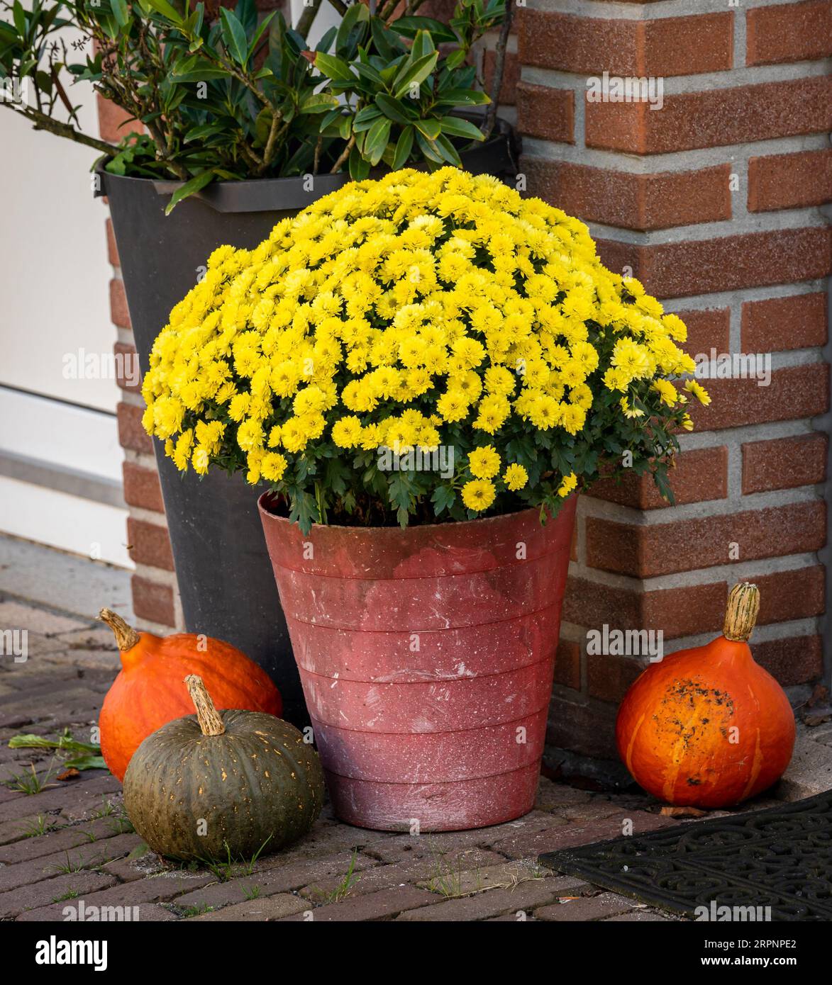 Decorative display of squashes and potted flowers in the street Stock Photo