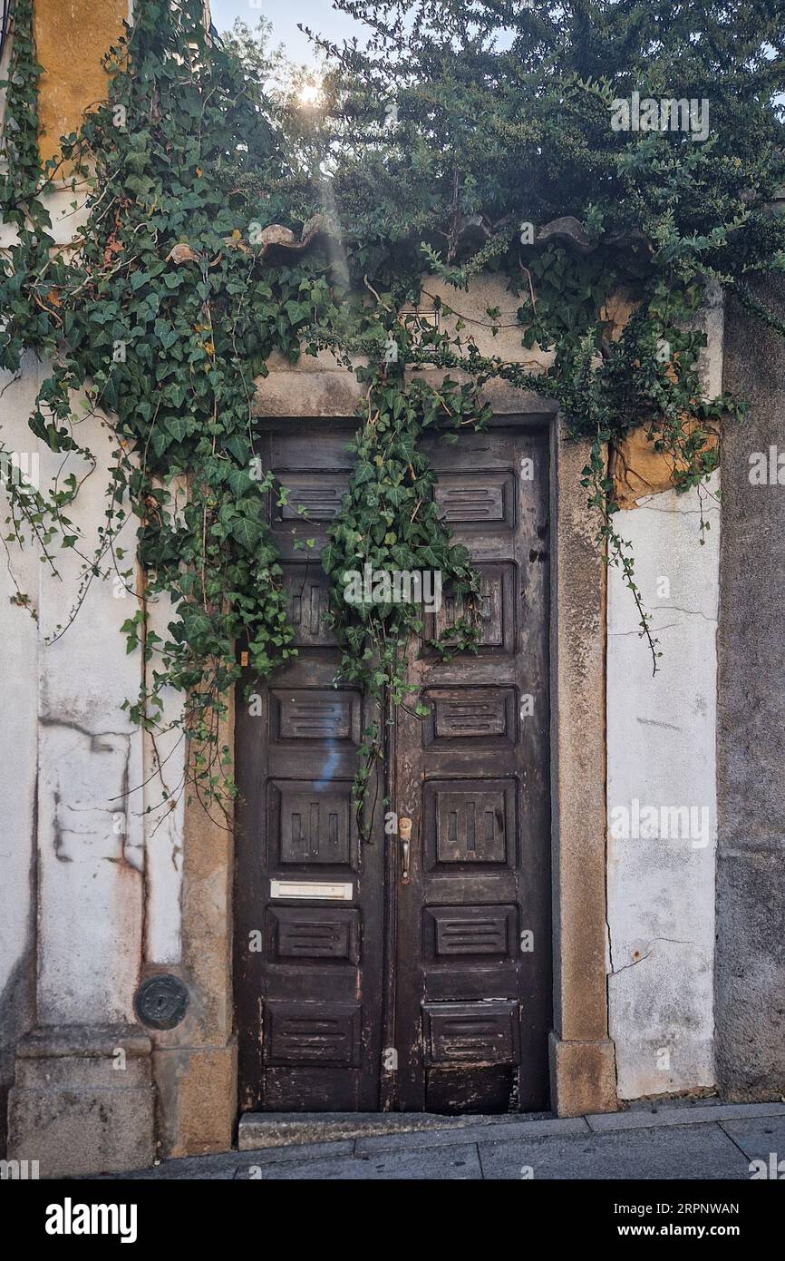 Old wooden door of abandoned house covered in ivy Stock Photo