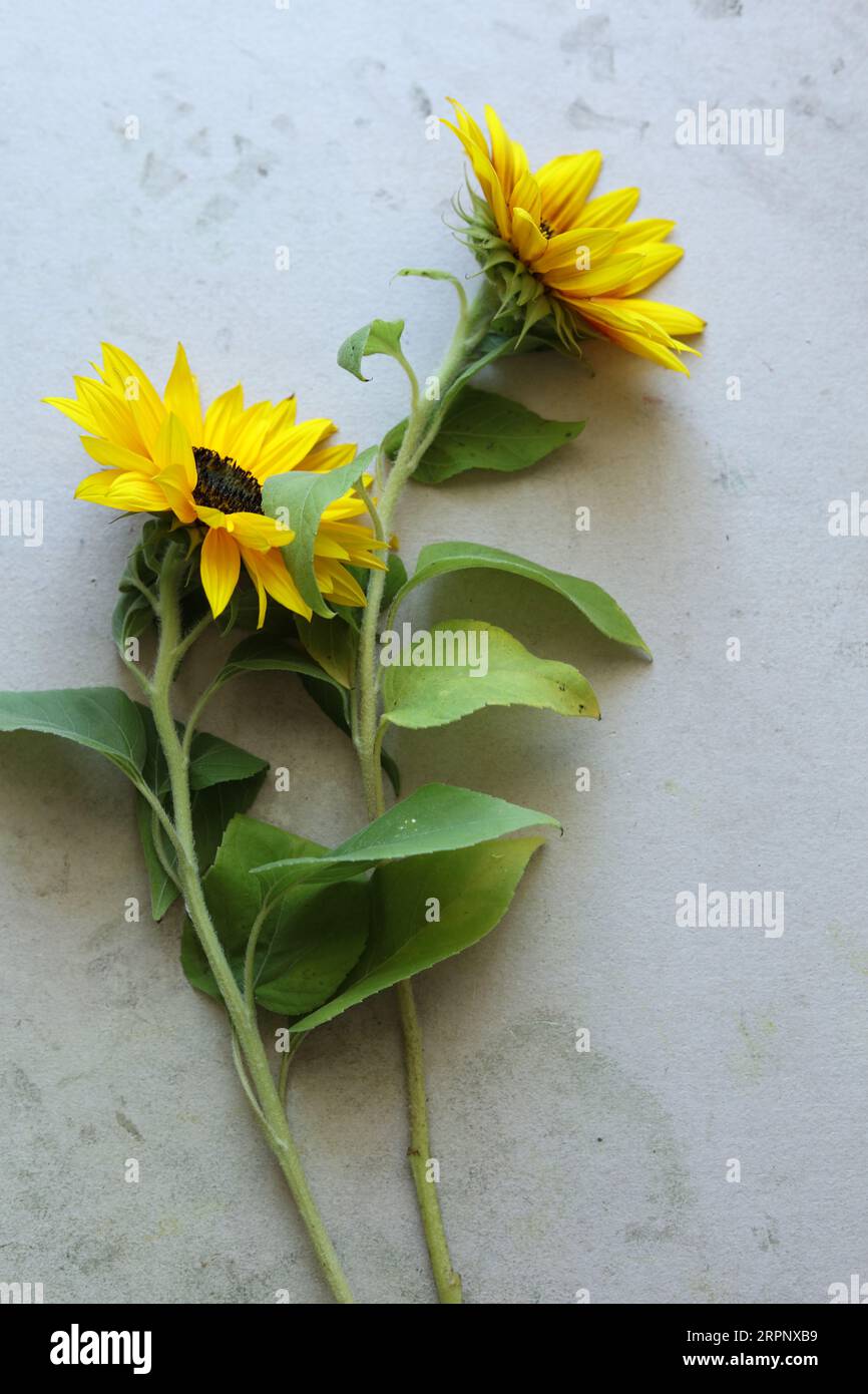 Indian sunflower seeds hi-res stock photography and images - Alamy