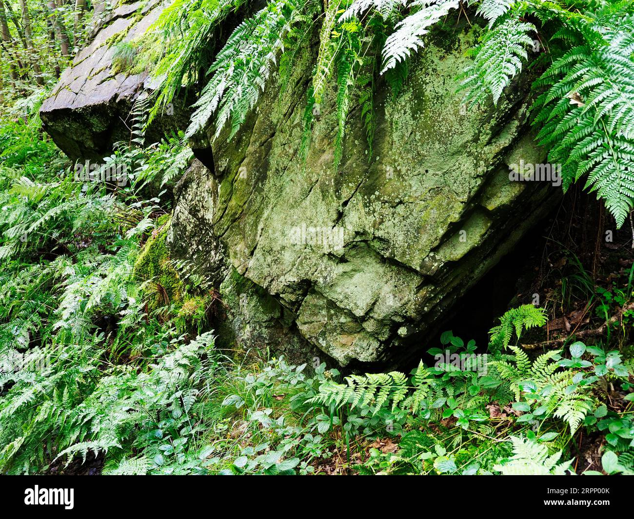 Gritstone rocks and forest ferns along the NIdderdale Way by Fell Beck near Summerbridge Nidderdale North Yorkshire England Stock Photo