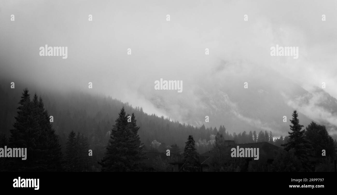 Conifer forest larch spruce Black and White Stock Photos & Images - Alamy