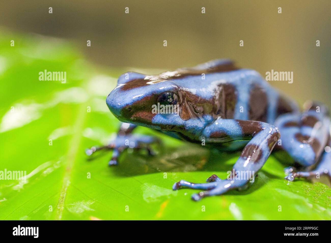 Panama, El Valle.  At the Centro de Conservacion de Anfibios de El Valle (EVACC), hundreds of amphibians are held after being evacuated from all over Stock Photo
