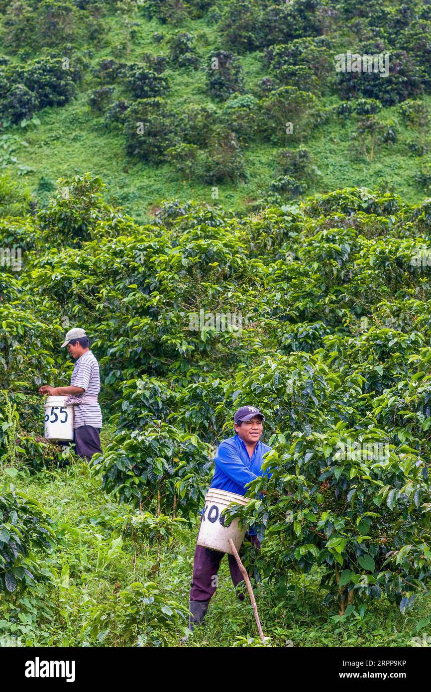 Panama, Cerro Punta, The Kotowa coffee plantation is growing organic coffee and one of the plantations in Panama that produces the best coffee in the Stock Photo