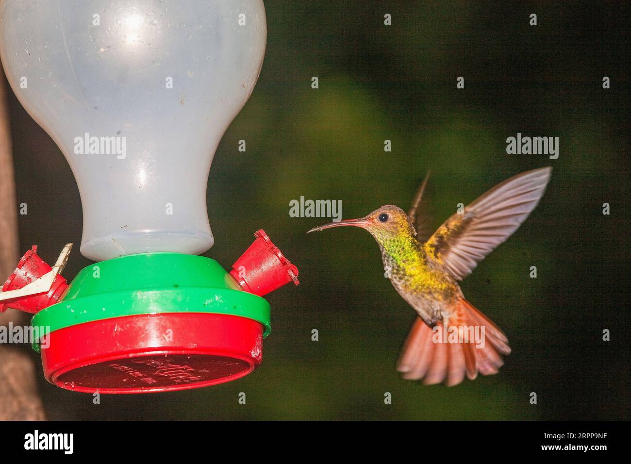 Panama, Boquete, Hummingbird Stock Photo