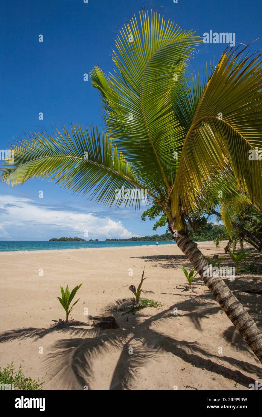 Panama, Archipielago de Bocas del Toro,  Red frog beach on Isla Bastimentos. Stock Photo