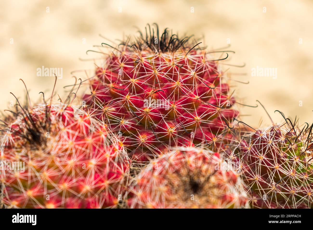 Mammillaria beneckei hi-res stock photography and images - Alamy