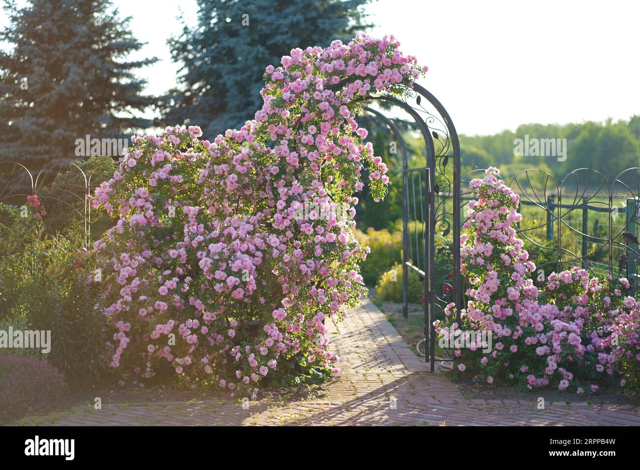 Rose grows on a arch. Rose curly, climbing grows on a metal arch ...